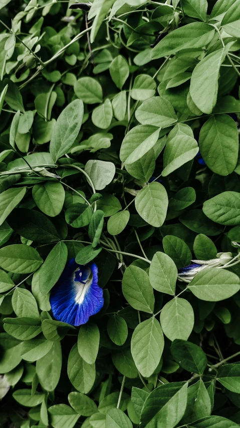 a blue flower grows in the foliage of some trees