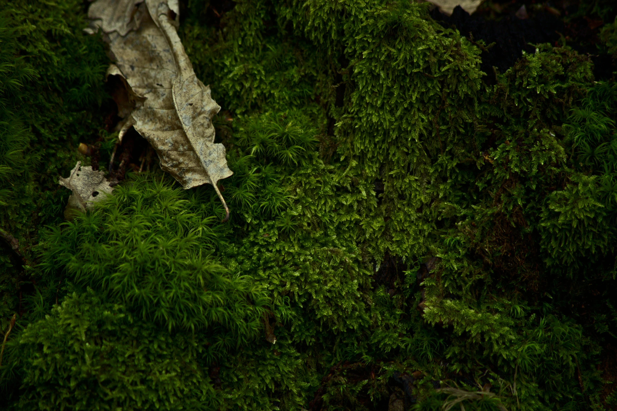 a bird that is standing in some moss