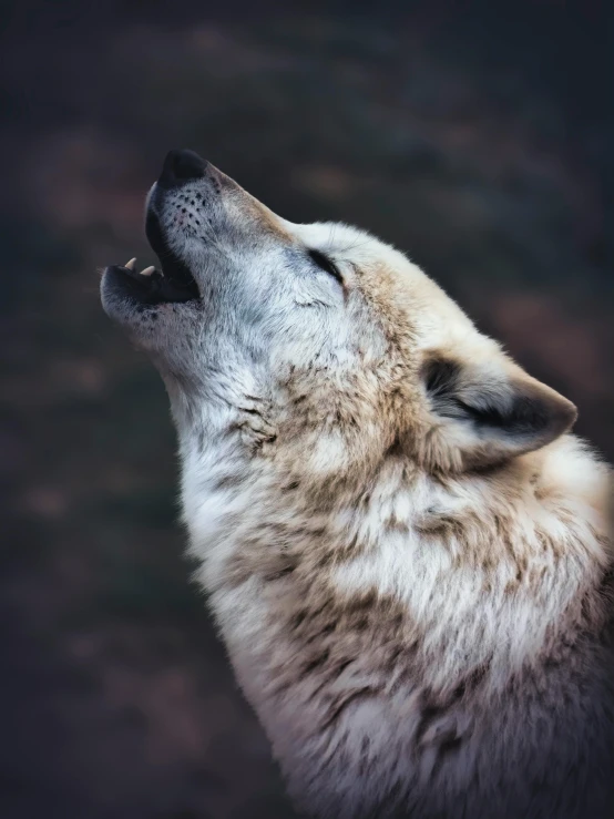 an arctic wolf up close with its eyes closed