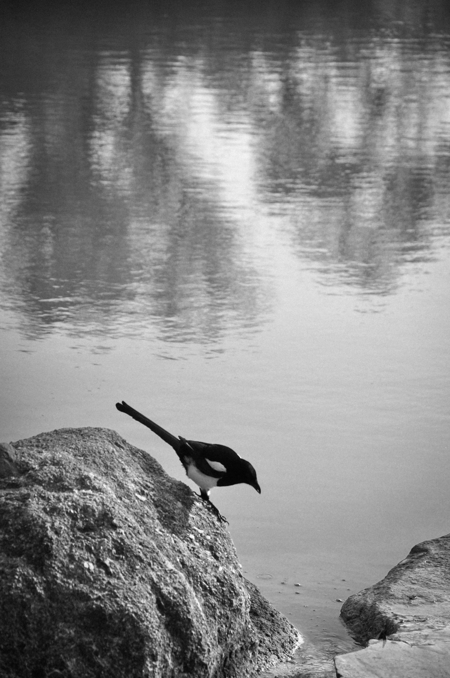 black and white po of a crow on a rock by water