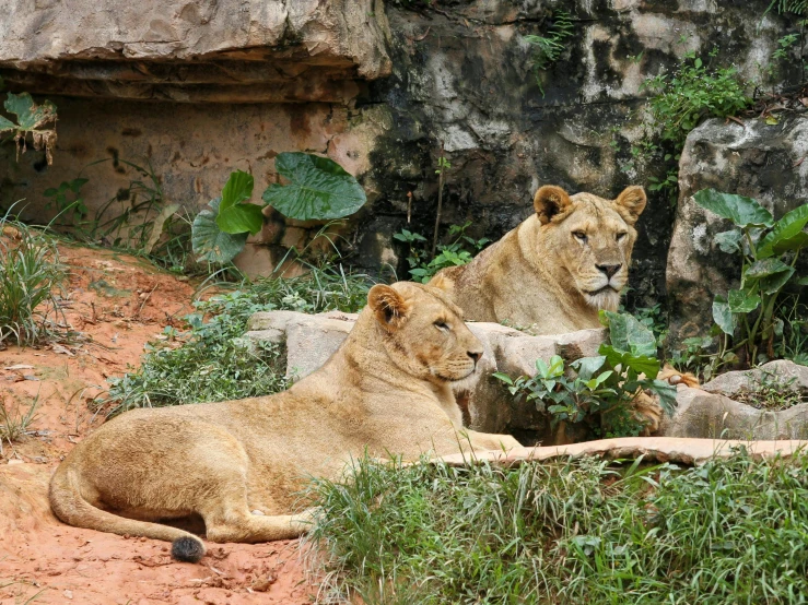 two lions sitting next to each other on some dirt