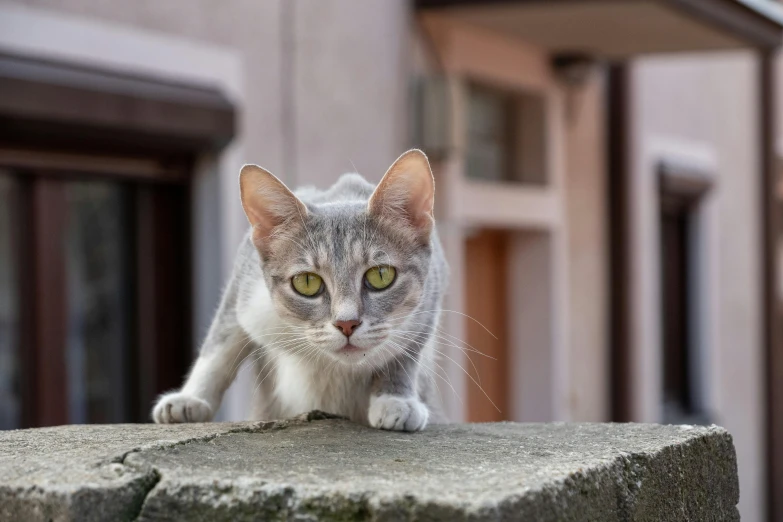 a cat standing on the edge of a ledge