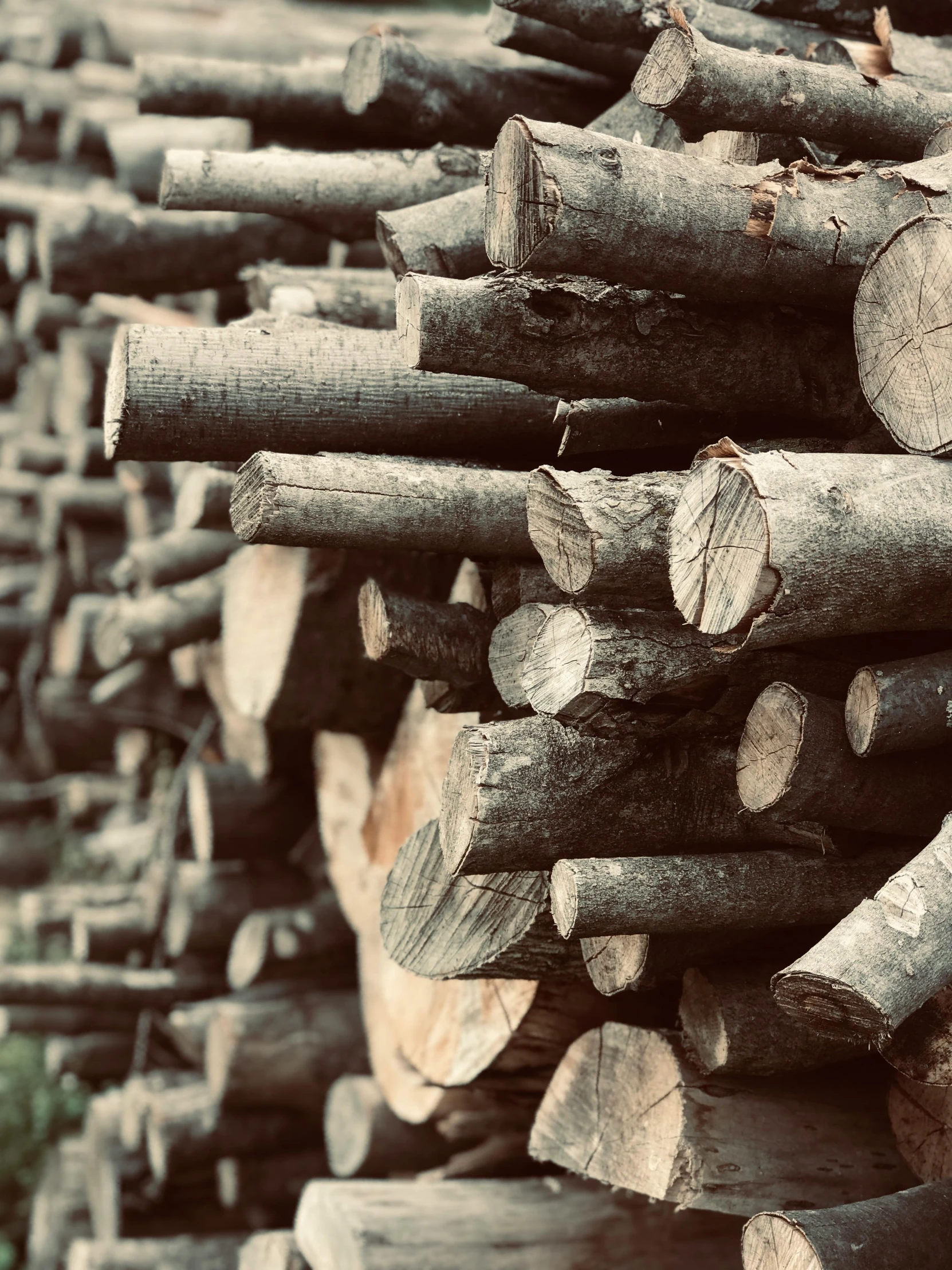 tree stumps stacked in a pile ready to be cut