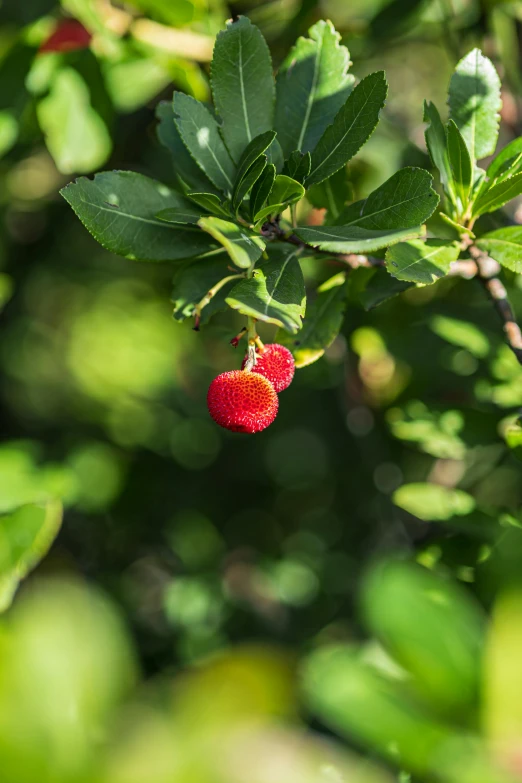 raspberries hanging from the nches of a tree