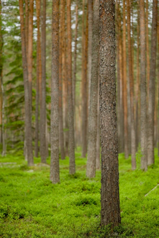 a forest with tall trees and green moss