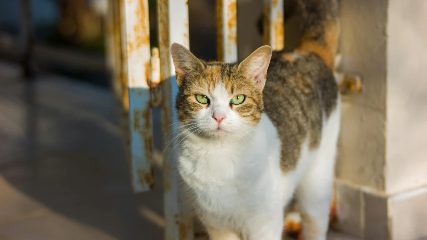 a white cat staring directly at the camera