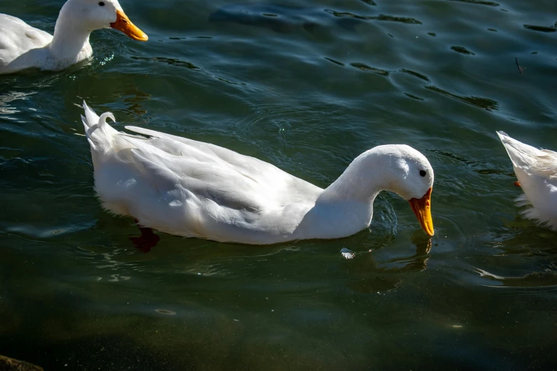 the ducks have long necks and are swimming in the water