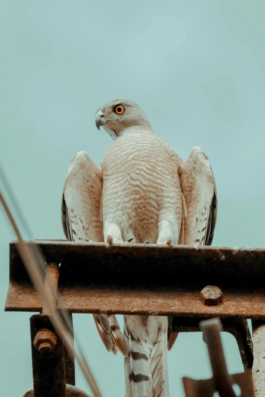 a bird with yellow eyes perches on the ledge