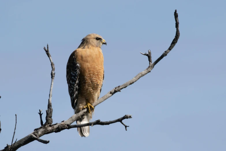 a large brown bird is perched on a thin tree nch