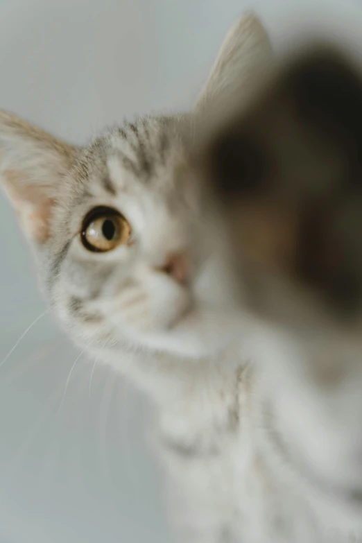 a cat's head looks through the lens