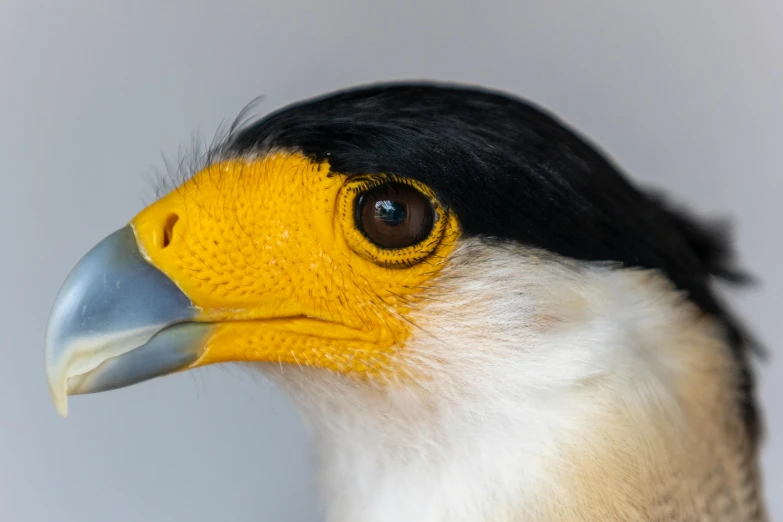 a close up po of the face of a bird