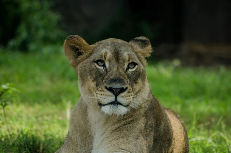 a young lion lies in the grass in a zoo