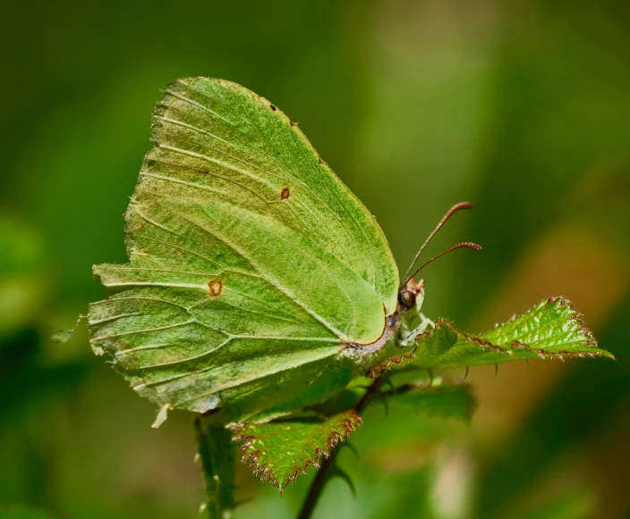 a green leaf with a bug sitting on it