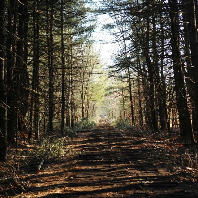 a path that goes through a woods lined with trees