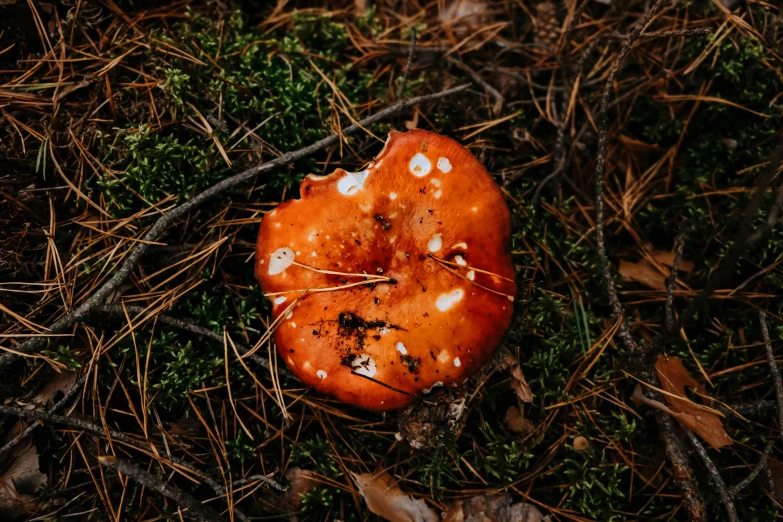 a small mushroom has been left out in the woods