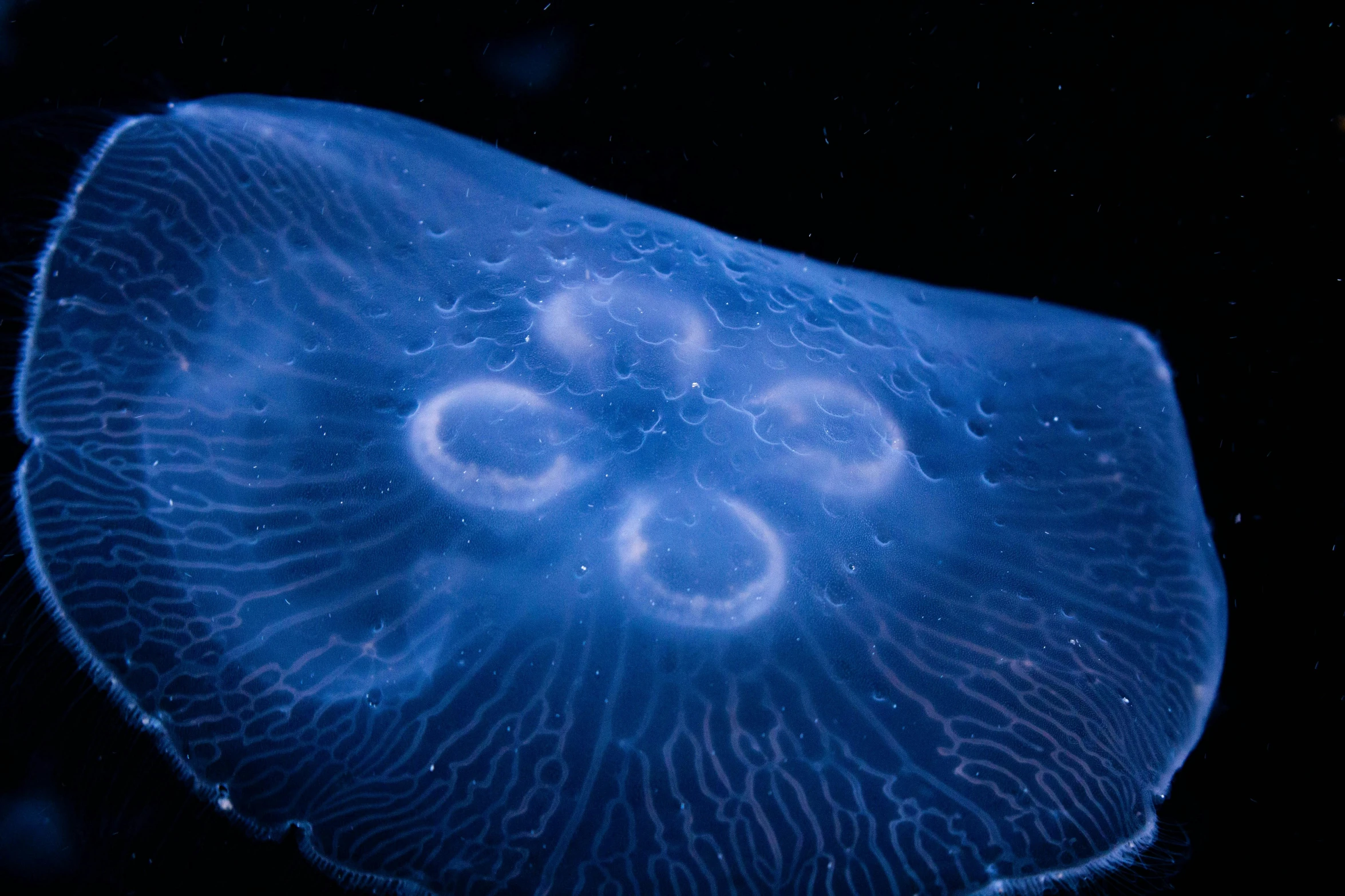 this is an image of a blue jellyfish