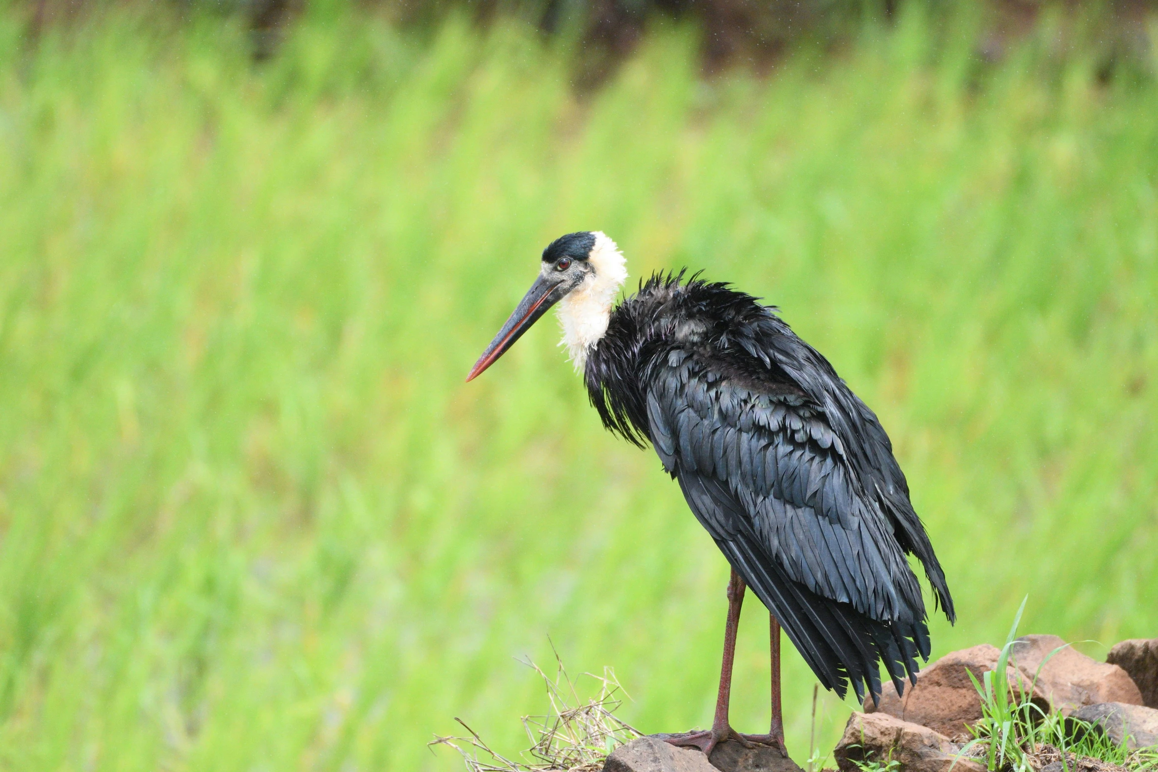 a black and white bird with a very long neck