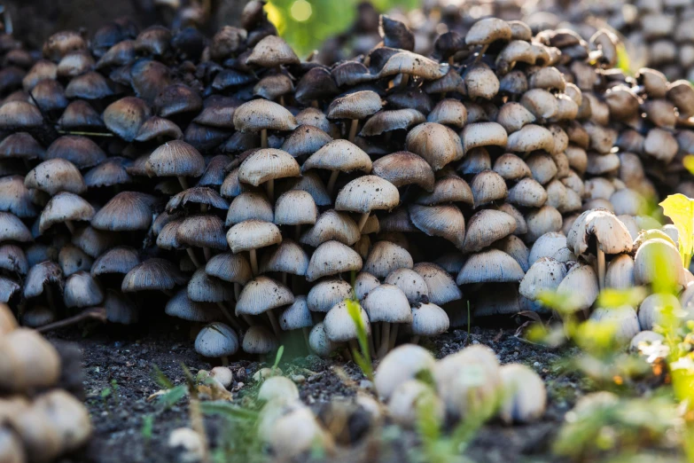 a bunch of mushrooms are in a pile on the ground