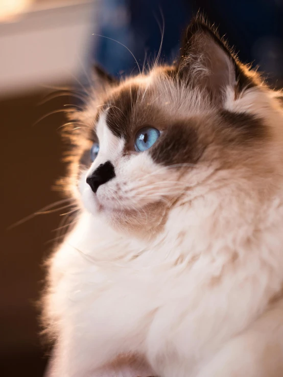 a cat sitting on a couch looking up