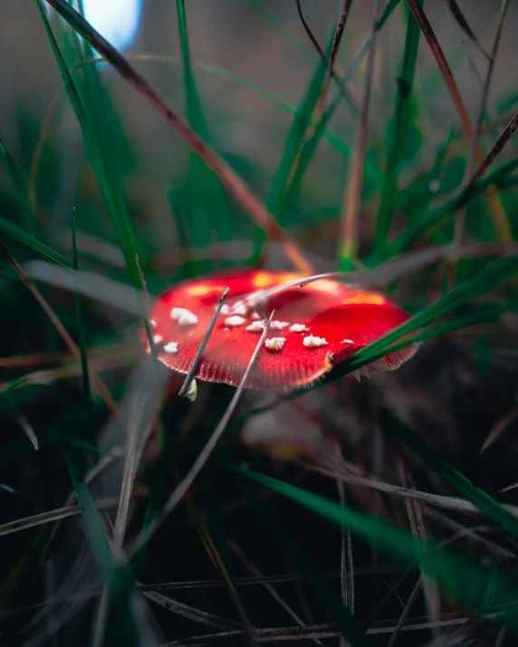 a small red flower laying in the middle of a green plant