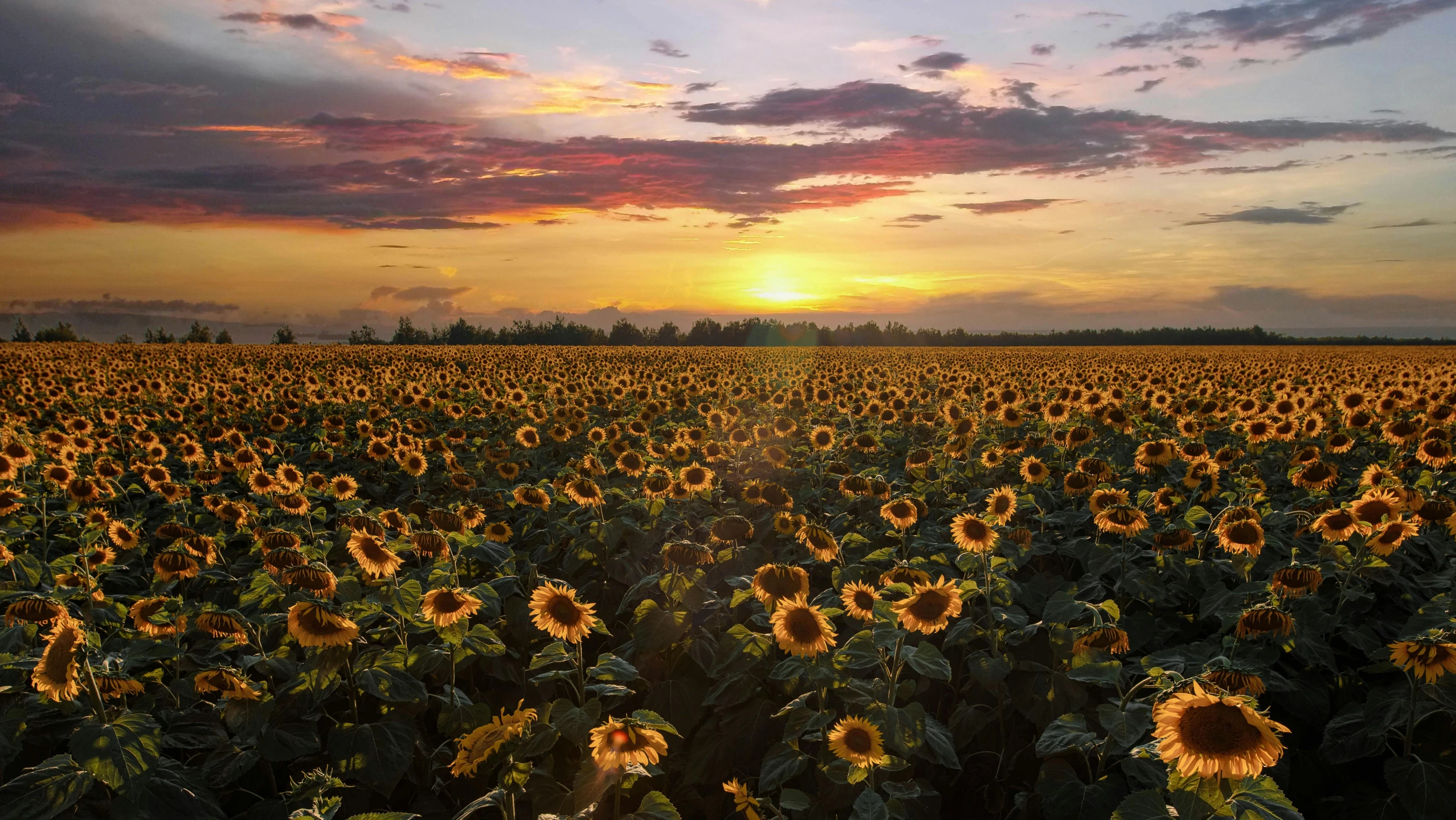 the sun rises over a field of sunflowers