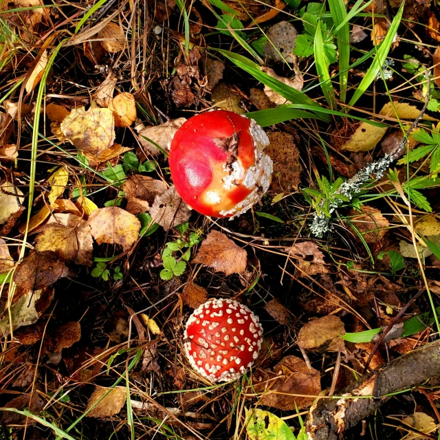 there are two different mushrooms with different designs