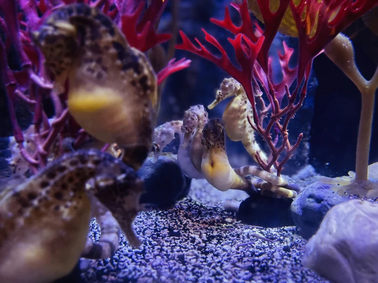 some seahorses sitting in an aquarium with corals