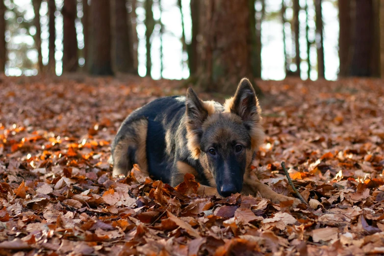 a german shepherd is in the woods amongst leaves