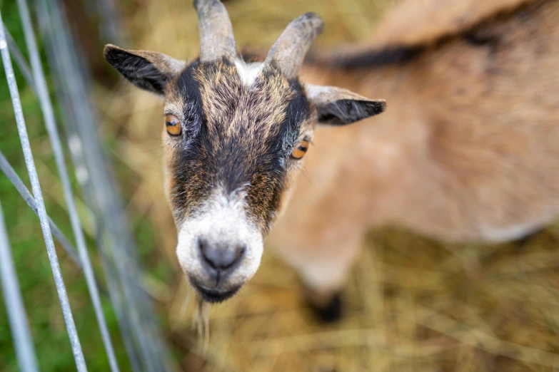 a goat sticking his head out from behind a fence