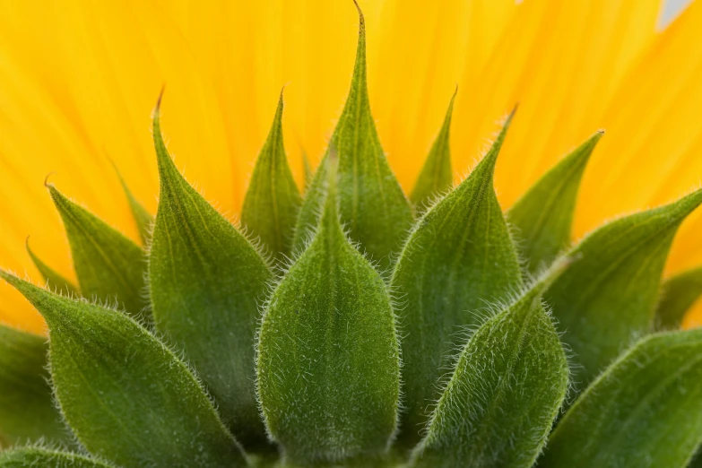 a close up view of the top of a sunflower