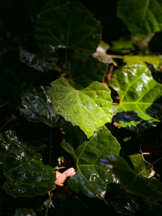 a leaf that is wet and covered in water