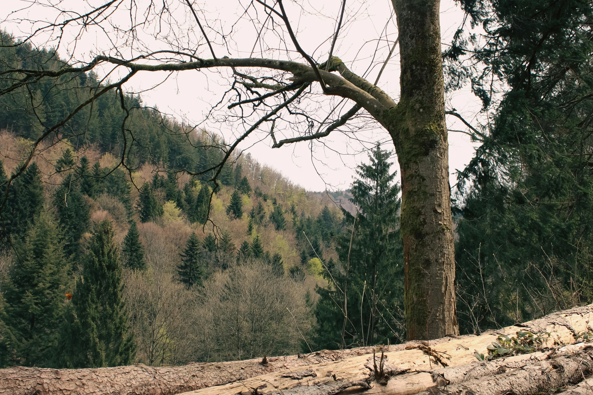 a view looking down from below a forested hillside