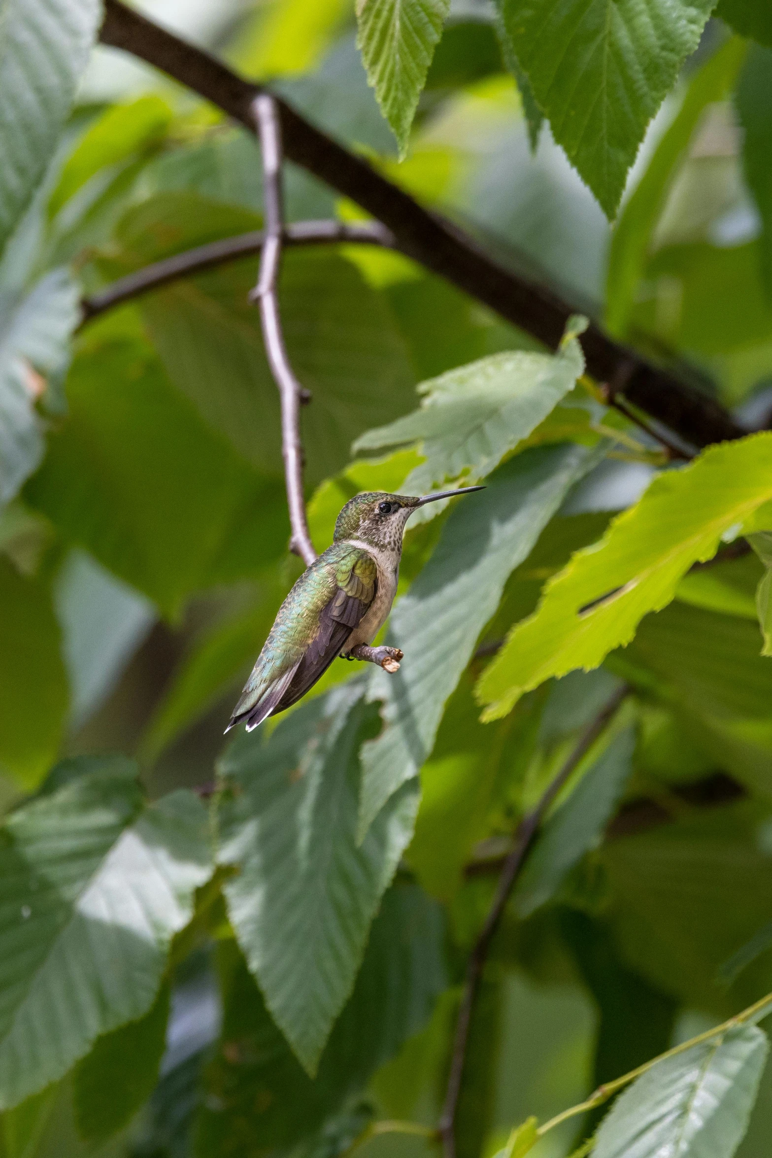 a small bird sitting on top of a nch