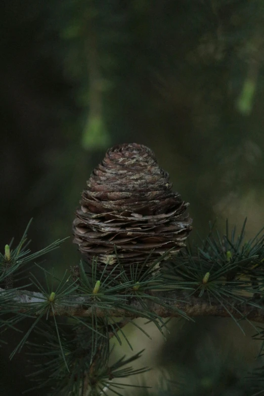 a brown cone of pine sitting on top of a nch