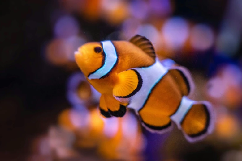 the orange and white clownfish has two small babies