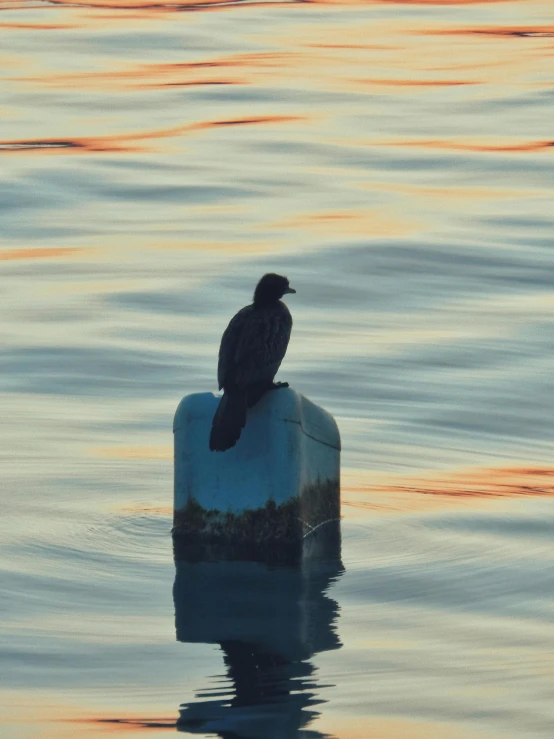 a bird is perched on the tip of a post in the water