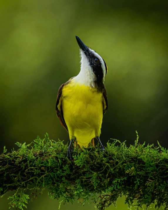 a small yellow and white bird standing on a tree nch