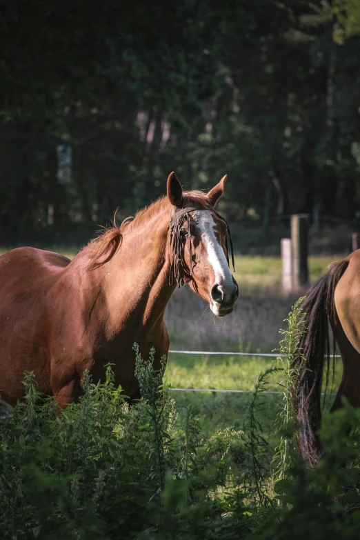 three horses standing next to each other in a fenced area