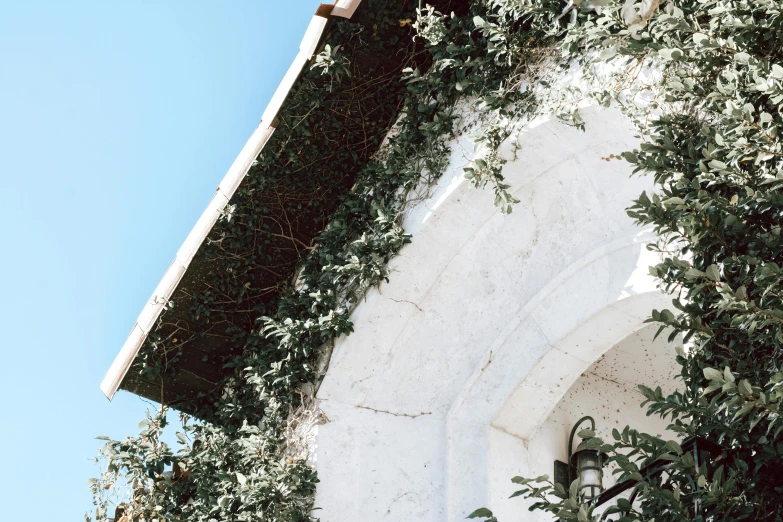 some leaves and nches are on a building