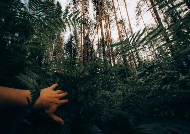 a hand reaching up to trees in the woods