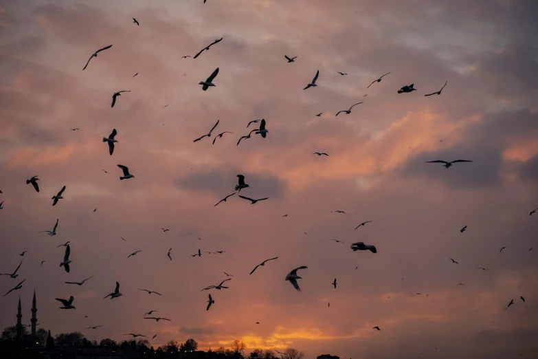 a large flock of birds fly in the sunset