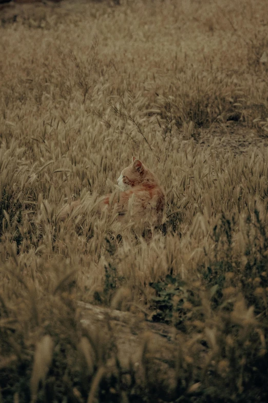 a cow lays in a field of grass