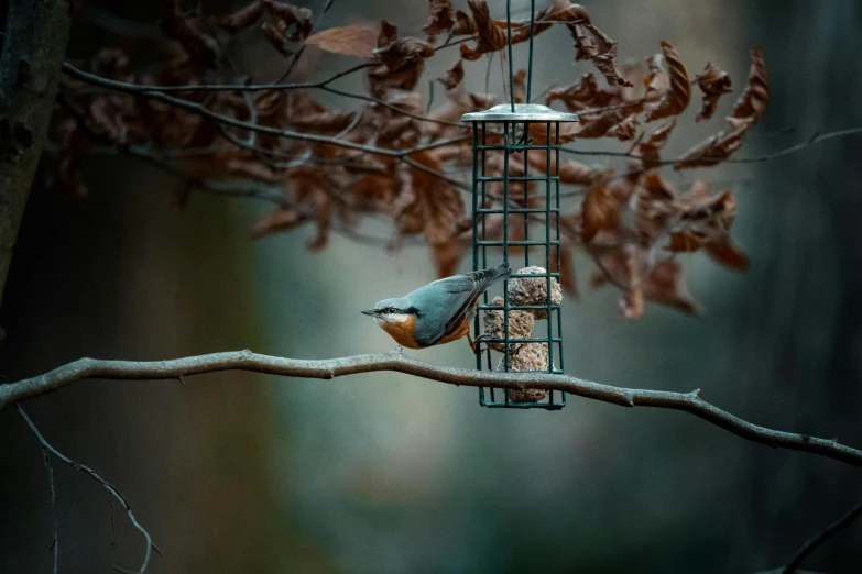 a bird eating out of a seed feeder