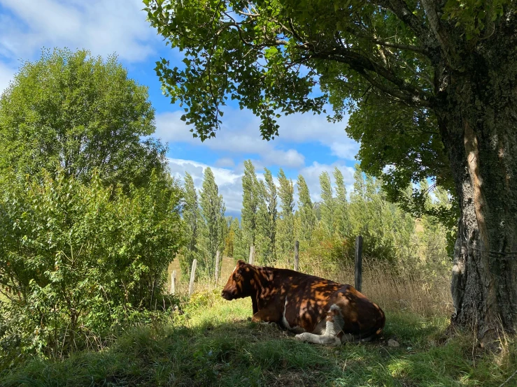 a brown horse laying on top of a lush green field