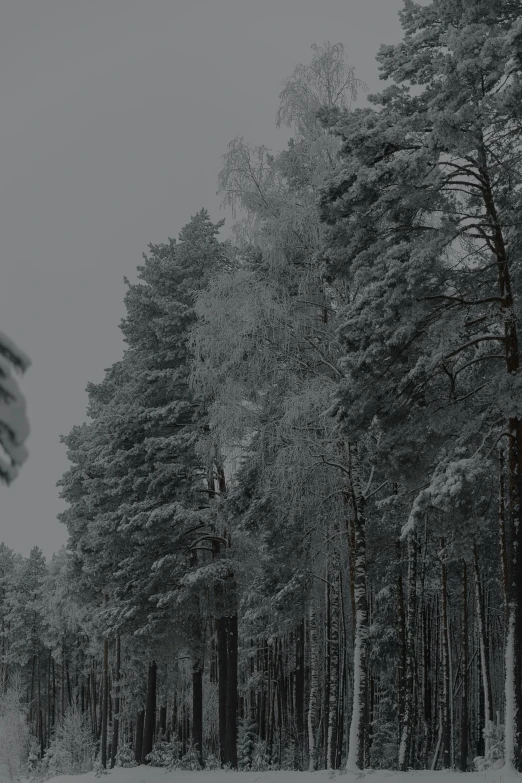 a forest with lots of tall trees and snow on the ground