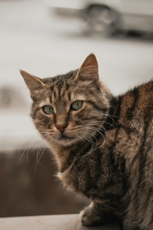 a close up of a cat on a table