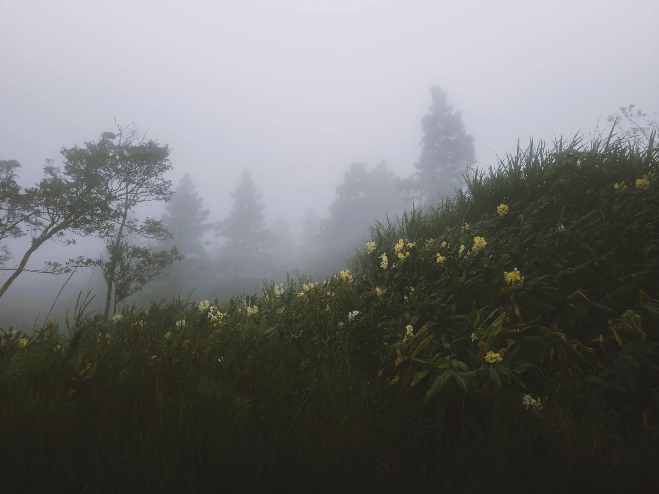 the fog is hovering over the bush with flowers