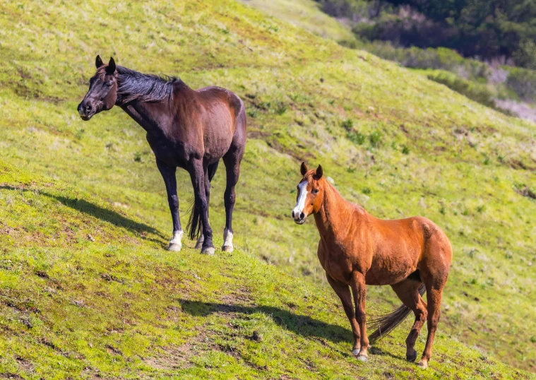 two horses standing on a hillside one is brown and the other is brown and white