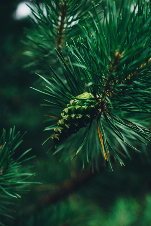 pine cones on a tree limb are green