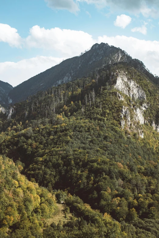 a large mountain in the middle of a forest